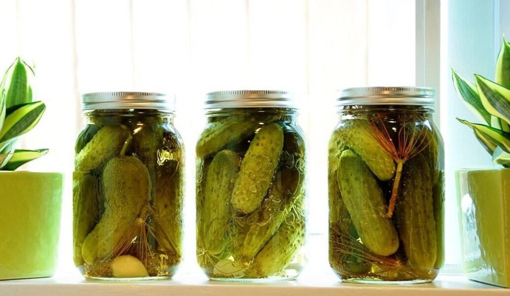 Pickled cucumbers in canning jars.