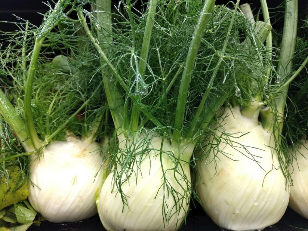Whole fennel with petioles and leaves.