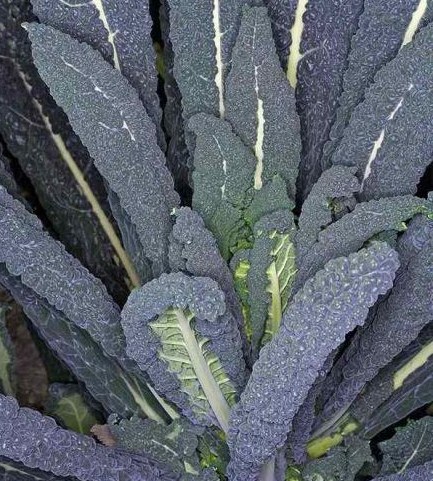 Black cabbage as one of the lesser-known types of cabbage.