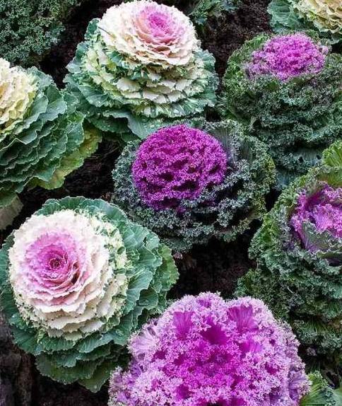 Ornamental cabbage with white and purple centers planted in a flower bed.