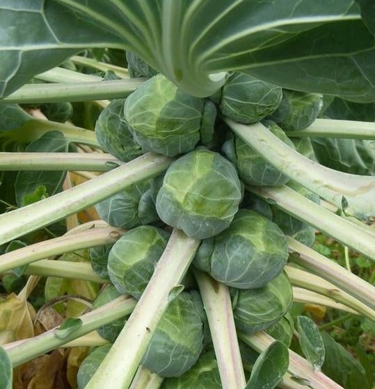 Mode of growth of rosettes in the axils of Brussels sprouts leaves.