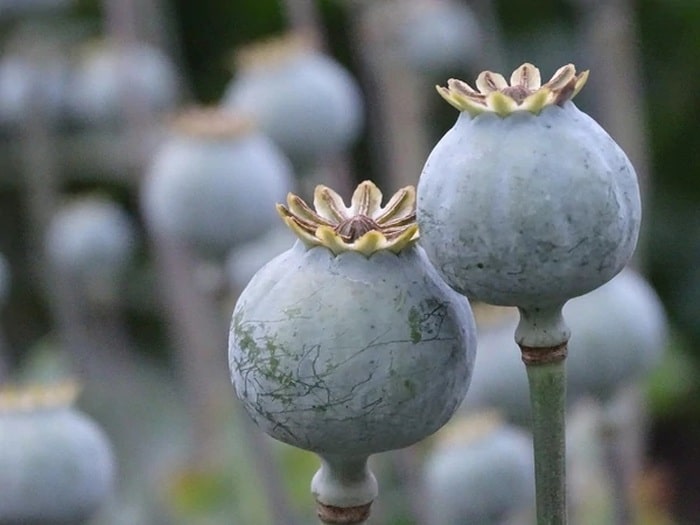 Unripe poppies as a source of opium.