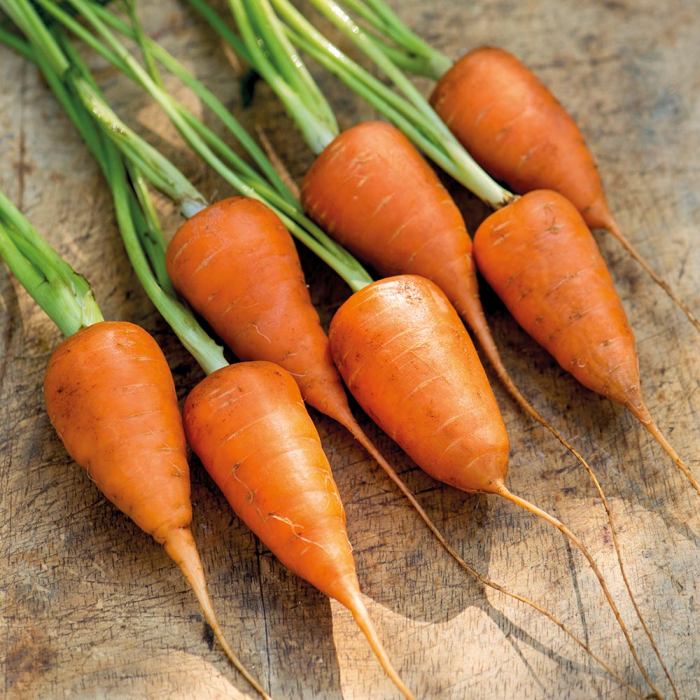 Eine Art Chartenay-Karotte mit kleinen, bauchigen Wurzeln.