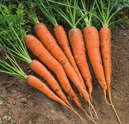 Massive Danvers carrots just pulled from the dirt.