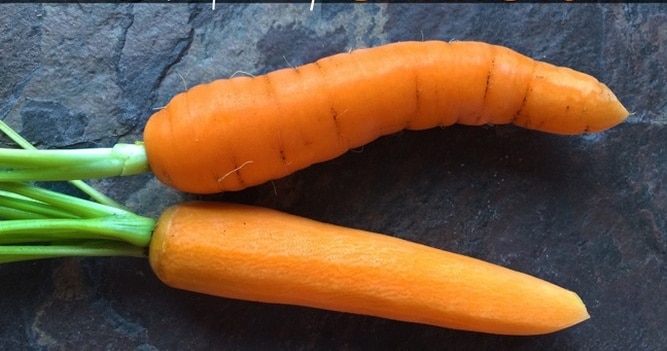 Whole unpeeled carrots and whole peeled carrots.