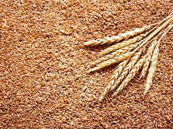 Wheat ears and grains.