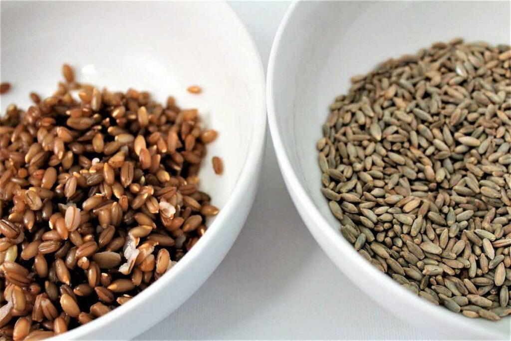 Raw cereal grains in one bowl and cooked cereal grains in another bowl.