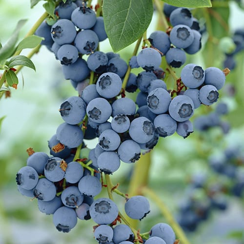 A type of Canadian blueberry - Blue Gold
