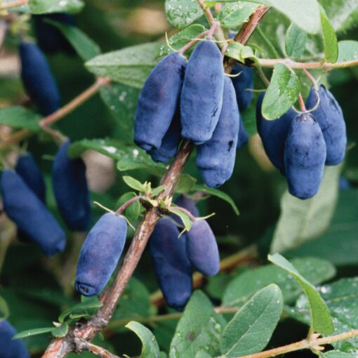 Chukchi blueberries