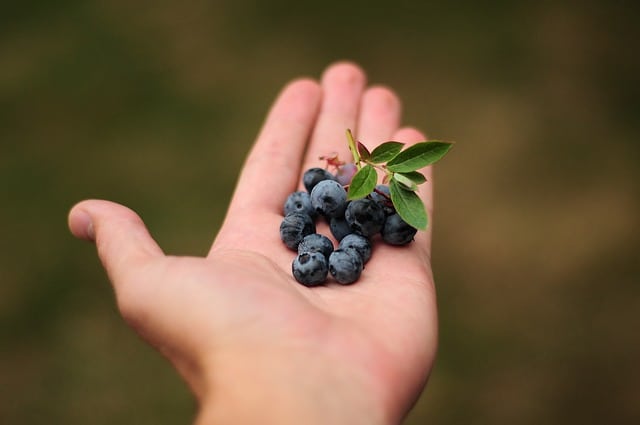 Blueberries and health