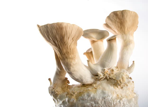 Royal oyster mushroom