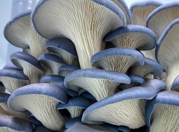 Pleurotus columbinus - blue mushroom