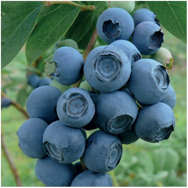 Canadian blueberry variety - Patriot