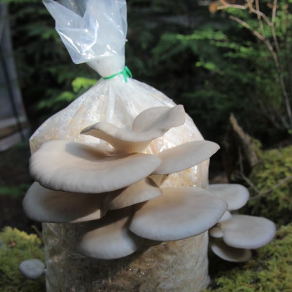 Cultivation of oyster mushrooms