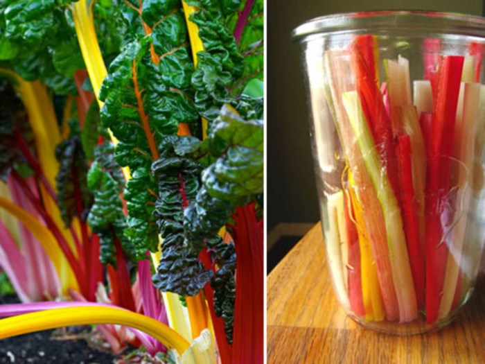 Colorful chard stems in a jar and before that with leaves in a flower bed.