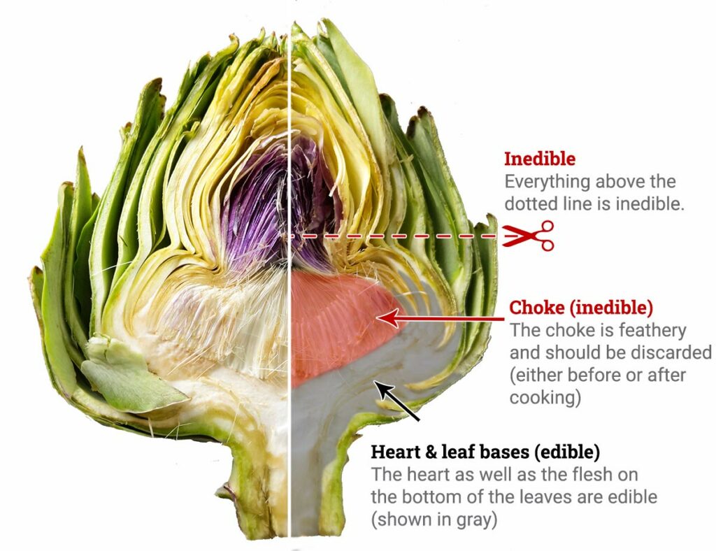 The individual parts of the artichoke that are and are not edible.