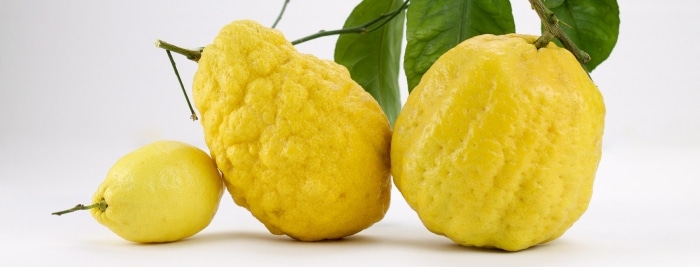 Porovnání cedrátu a citronu.