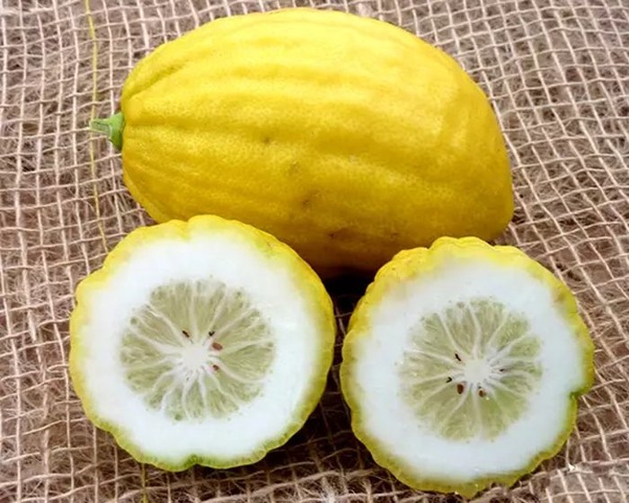 Citron cut in half.