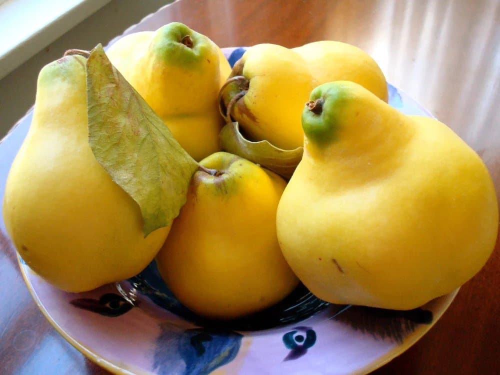 Fresh quince on a plate.