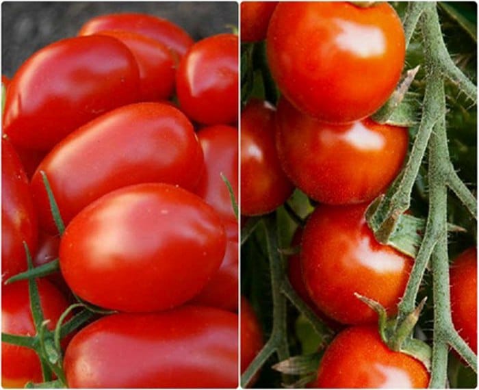 Porovnání cherry rajčátek a hroznových rajčat z hledsika tvaru a velikosti.