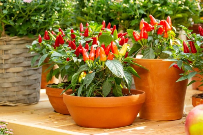 Balcony chili peppers in a flowerpot.