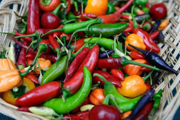 Various types of hot peppers and chili peppers.