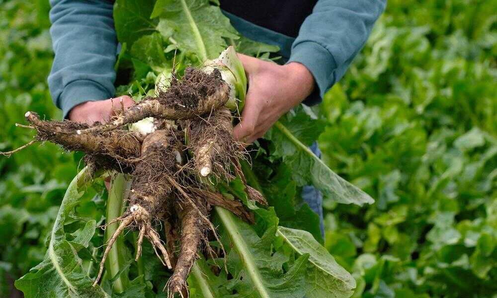 Man holding collected chicory roots.