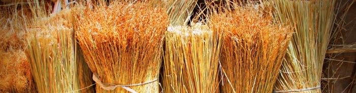 Technical sorghum prepared for making brooms.