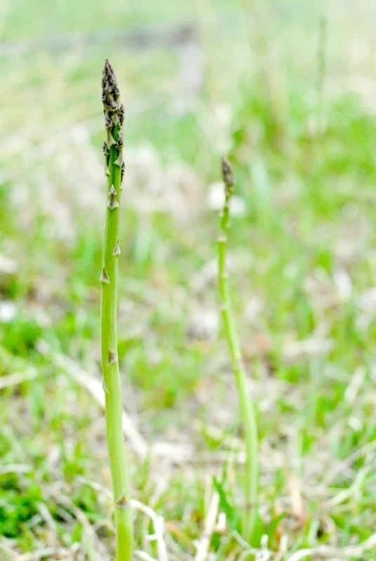 Asparagus growing wild in nature.