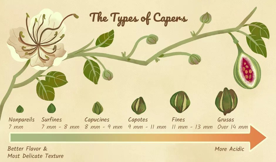 Diagram of the size and types of individual types of capers,