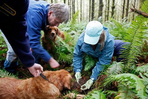 Psi a lidé v lese hledající houby.