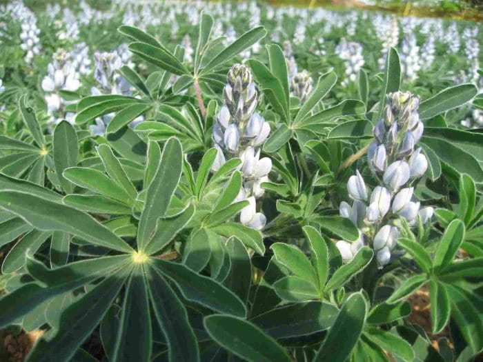 Flowering plants of white lupins.