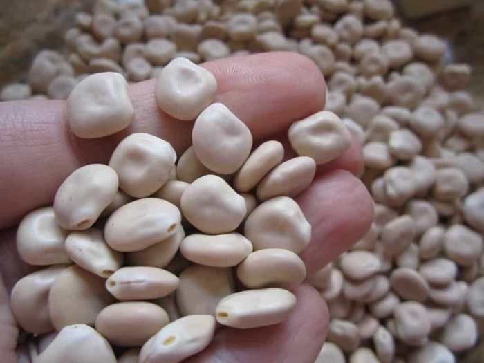 Lupine seeds in palm.