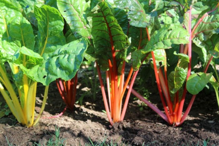 Yellow and red varieties of Swiss chard.