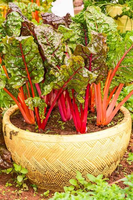 Swiss chard with red and orange petioles grown in a pot.