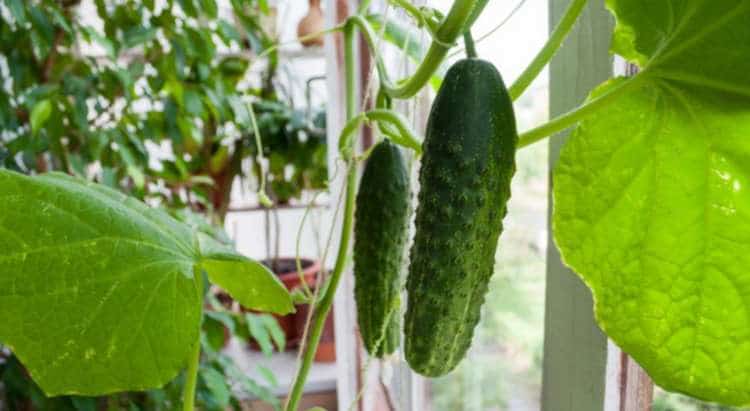 Salad cucumbers growing on the balcony.