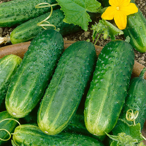 Pickling cucumbers on the ground.