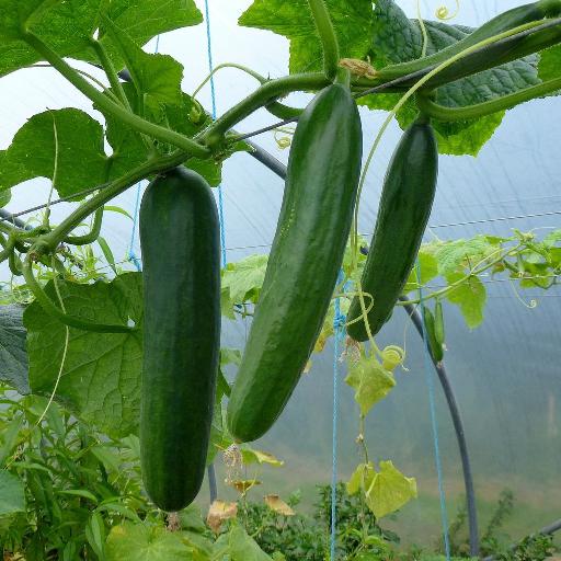 Growing cucumbers.
