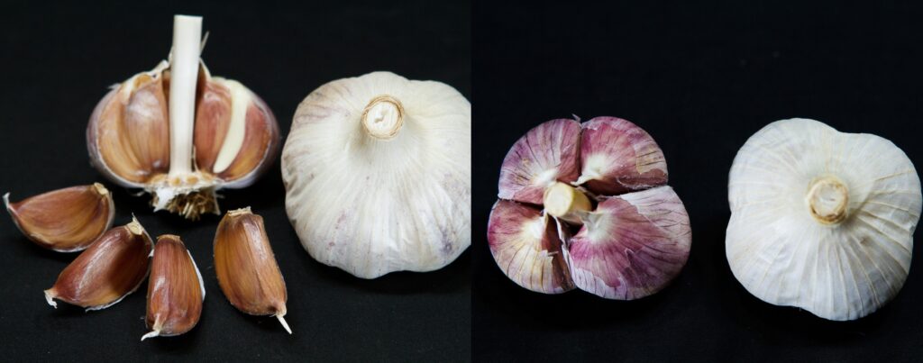 Rocambole and porcelain garlic with and without skin