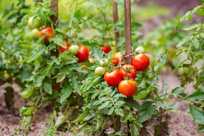 Tyčková odrůda rajčete s oporou pro její růst.