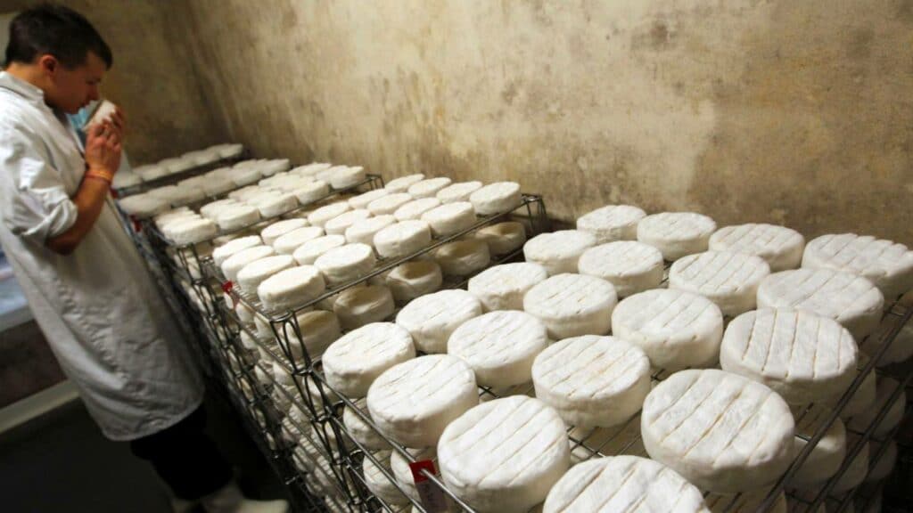 Stacked rounds of camembert in the maturing room.
