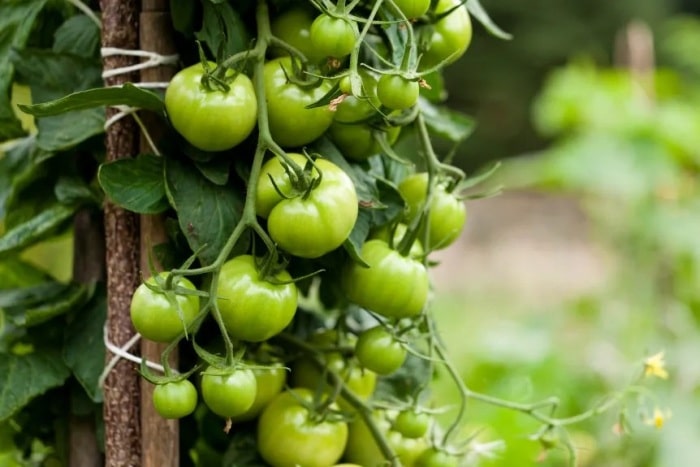 Nezralá zelená rajčata jako zdroj jedovatehé tomaninu.