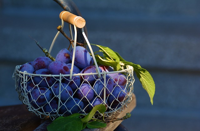A wire basket full of plums