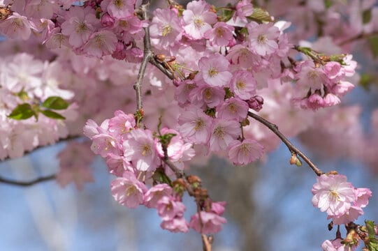 Ein mit Blüten bedeckter Zweig der Sargent-Kirsche