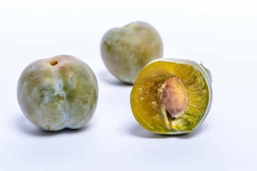 Plody odrůdy Greengage