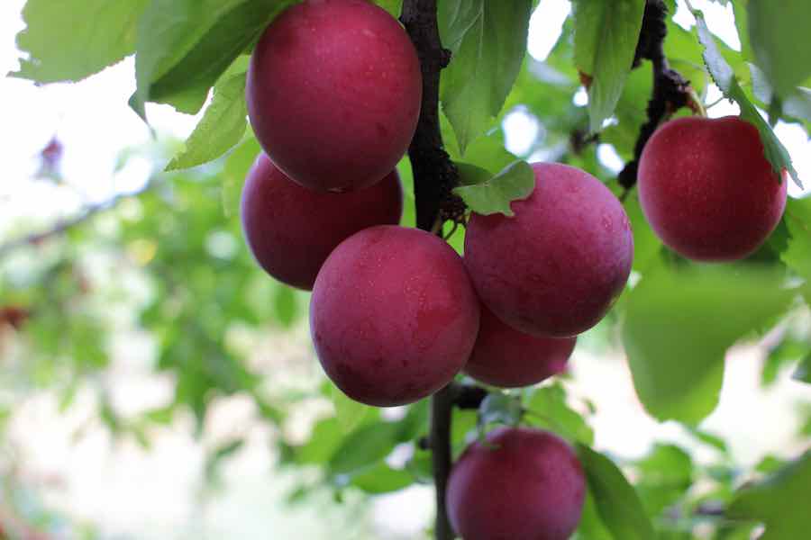 Cherry plum fruits on the tree
