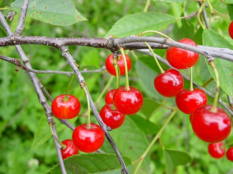 A tree with Amarelle cherries