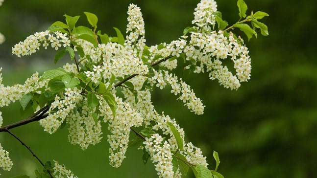 Bird cherry branch with flowers and leaves