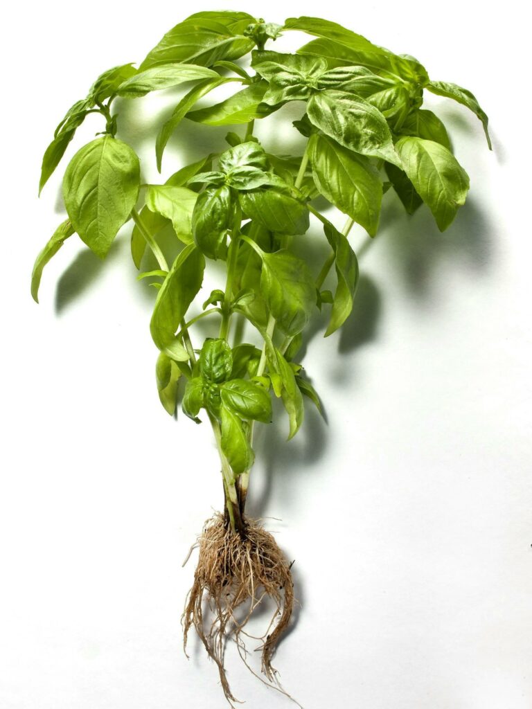 Ganze Pflanze des Basilikums auf weißem Hintergrund