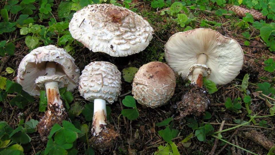 A cluster of several mushrooms in one place with cinnamon-colored hats.